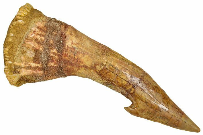 Fossil Sawfish (Onchopristis) Rostral Barb - Morocco #351677